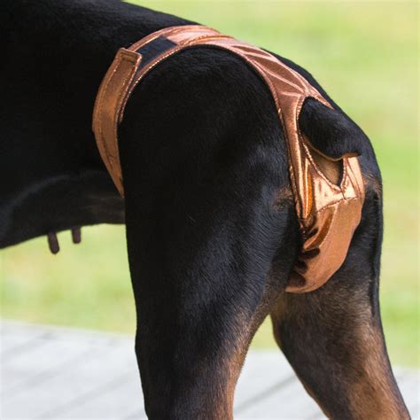 thong doggy|Amazon.com: Dog Underwear